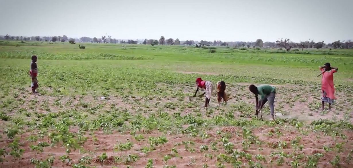 How to ensure food security in times of climate change Biology Diagrams