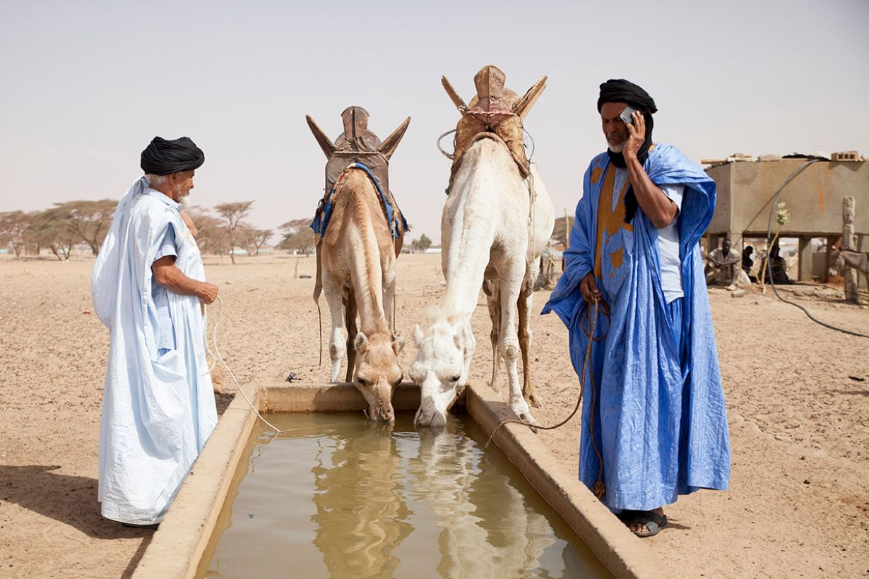 Couloirs Du Futur Les Eleveurs Mauritaniens Traversent La Secheresse Braced