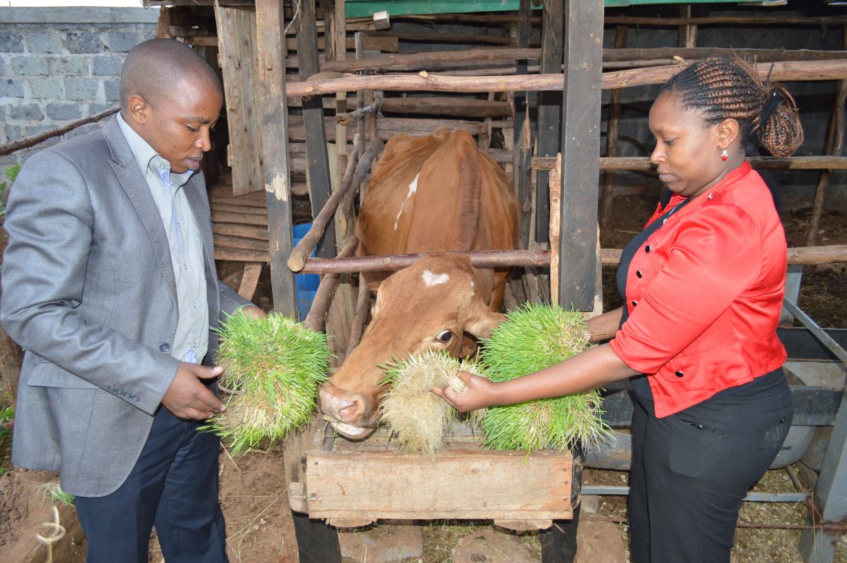 Less Water No Soil More Fodder Kenya Farmers Beat Drought Braced