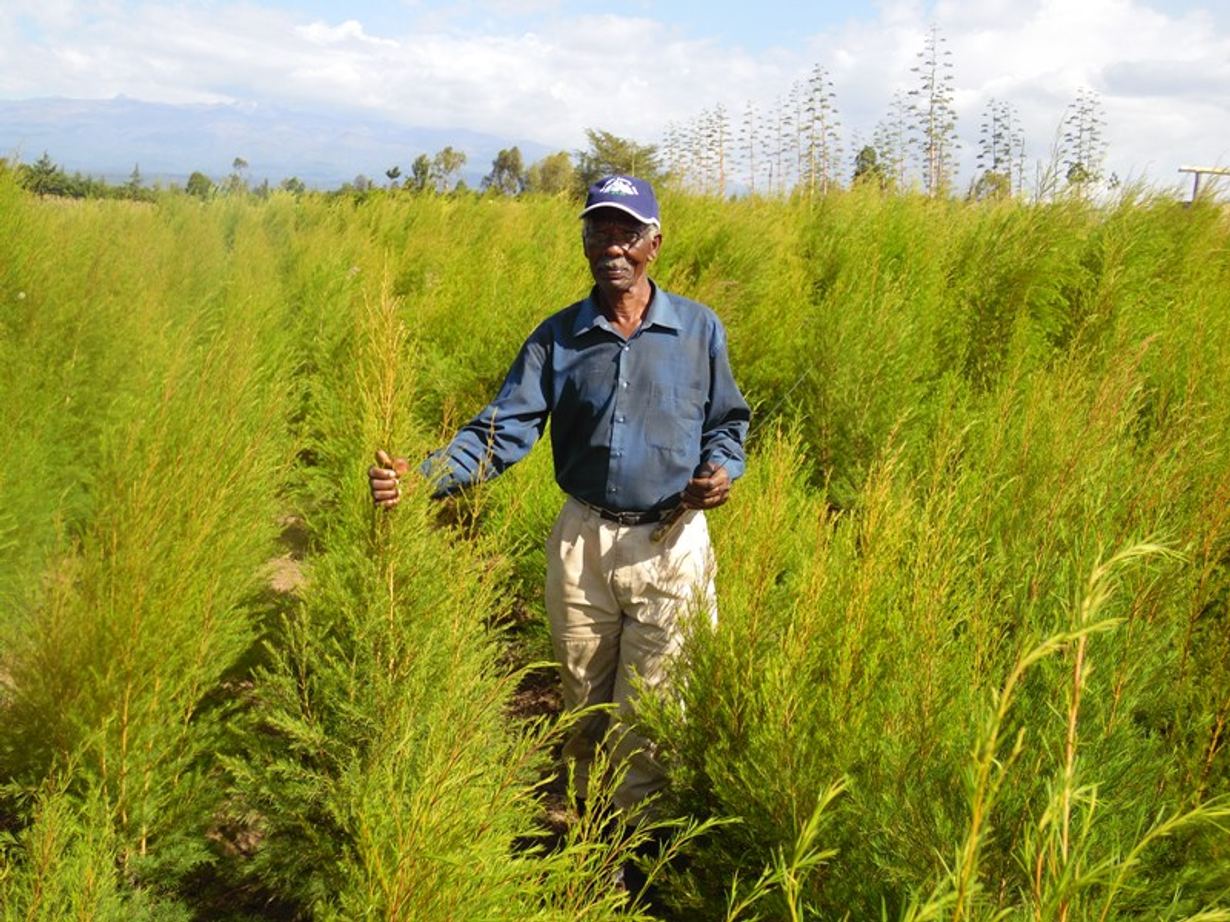Tea tree success launches women's battle for cash in arid Kenya | BRACED